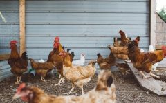 養鶏場における鶏糞処理プラント、堆肥化の問題