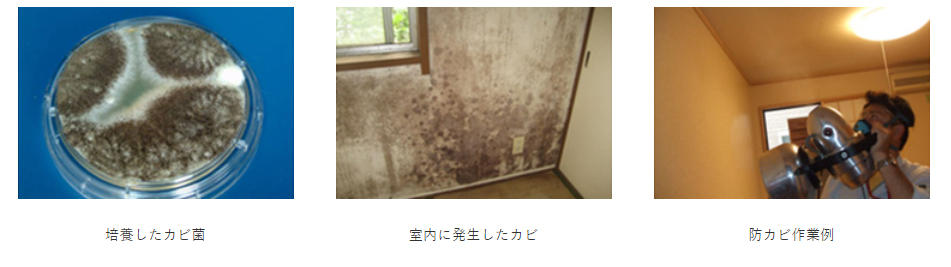 カビ分析・調査の画像