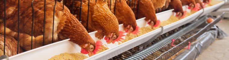 養鶏場の事例