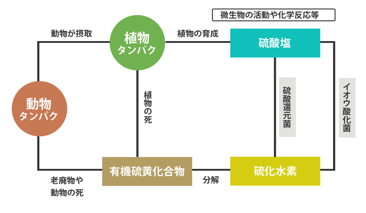 硫化水素が発生する理由