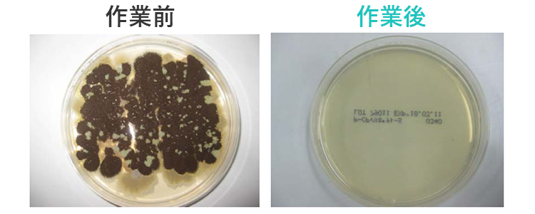 カビ除去後のカビ測定結果