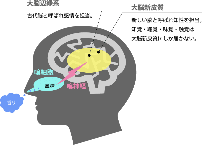 香りと脳のメカニズム