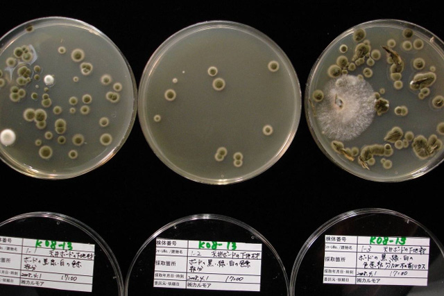 Bacterial species identiﬁcation