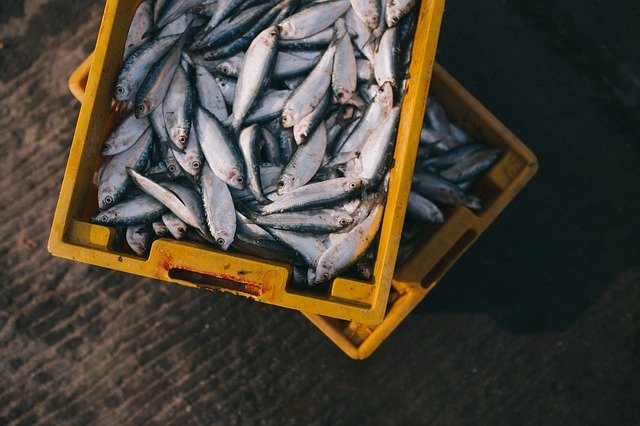 魚介類のニオイ対策