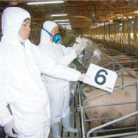 大規模養豚場の臭気コンサルの様子