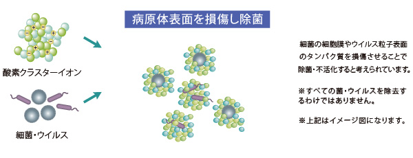 酸素クラスターイオンの除菌の仕組み